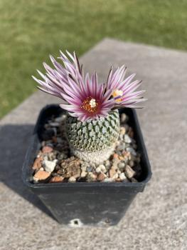 Turbinicarpus valdezianus